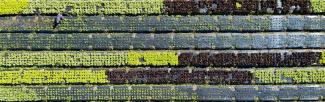 Image overlooking crops of different colors